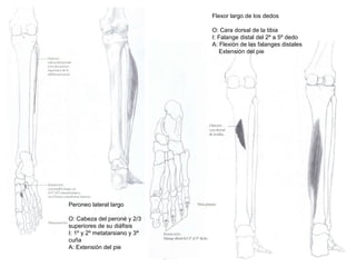 Peroneo lateral largo
O: Cabeza del peroné y 2/3
superiores de su diáfisis
I: 1º y 2º metatarsiano y 3ª
cuña
A: Extensión del pie
Flexor largo de los dedos
O: Cara dorsal de la tibia
I: Falange distal del 2º a 5º dedo
A: Flexión de las falanges distales
Extensión del pie
 