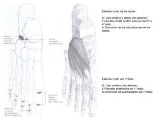 Extensor corto de los dedos
O: Cara anterior y lateral del calcáneo
I: cara lateral del tendón extensor del 2º a
4º dedo
A: Extensión de las articulaciones de los
dedos
Extensor corto del 1º dedo
O: Cara anterior del calcáneo
I: Falanges proximales del 1º dedo
A: Extensión de la articulación del 1º dedo
 