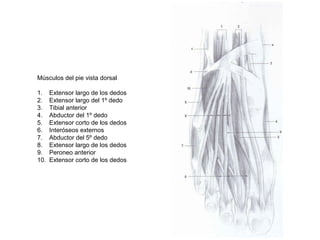 Músculos del pie vista dorsal
1. Extensor largo de los dedos
2. Extensor largo del 1º dedo
3. Tibial anterior
4. Abductor del 1º dedo
5. Extensor corto de los dedos
6. Interóseos externos
7. Abductor del 5º dedo
8. Extensor largo de los dedos
9. Peroneo anterior
10. Extensor corto de los dedos
 
