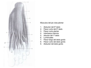 7
8
Músculos del pie vista plantar
1. Abductor del 5º dedo
2. Flexor corto del 5º dedo
3. Flexor corto plantar
4. Interóseos internos
5. Aductor del 1º dedo
6. Lumbricales
7. Flexor largo del dedo gordo
8. Flexor corto del dedo gordo
9. Abductor del dedo gordo
 