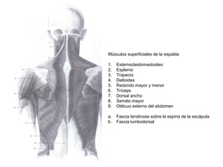 Músculos superficiales de la espalda
1. Esternocleidomastoideo
2. Esplenio
3. Trapecio
4. Deltoides
5. Redondo mayor y menor
6. Tríceps
7. Dorsal ancho
8. Serrato mayor
9. Oblicuo externo del abdomen
a. Fascia tendinosa sobre la espina de la escápula
b. Fascia lumbodorsal
 
