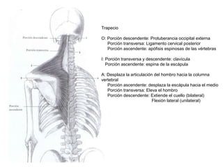 Trapecio
O: Porción descendente: Protuberancia occipital externa
Porción transversa: Ligamento cervical posterior
Porción ascendente: apófisis espinosas de las vértebras
I: Porción transversa y descendente: clavícula
Porción ascendente: espina de la escápula
A: Desplaza la articulación del hombro hacia la columna
vertebral
Porción ascendente: desplaza la escápula hacia el medio
Porción transversa: Eleva el hombro
Porción descendente: Extiende el cuello (bilateral)
Flexión lateral (unilateral)
 
