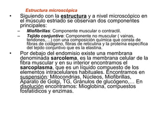 Estructura microscópica
• Siguiendo con la estructura y a nivel microscópico en
el músculo estriado se observan dos componentes
principales:
– Miofibrillas: Componente muscular o contractil.
– Tejido conjuntivo: Componente no muscular ( vainas,
tendones,…) con una composición química que consta de
fibras de colágeno, fibras de reticulina y la proteína específica
del tejido conjuntivo que es la elastina.
• Por debajo del endomisio existe una membrana
denominada sarcolema, es la membrana celular de la
fibra muscular y en su interior encontramos el
sarcoplasma, que es un líquido compuesto de los
elementos intracelulares habituales. Encontramos en
suspensión: Mitocondrias, Núcleos, Miofibrillas,
Aparato de Golgi, TG, Gránulos de glucógeno,… En
disolución encontramos: Mioglobina, compuestos
fosfatídicos y enzimas.
 