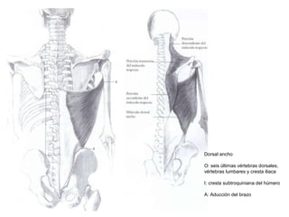 Dorsal ancho
O: seis últimas vértebras dorsales,
vértebras lumbares y cresta iliaca
I: cresta subtroquiniana del húmero
A: Aducción del brazo
 