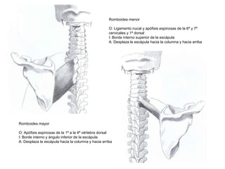 Romboides mayor
O: Apófisis espinosas de la 1ª a la 4ª vértebra dorsal
I: Borde interno y ángulo inferior de la escápula
A: Desplaza la escápula hacia la columna y hacia arriba
Romboides menor
O: Ligamento nucal y apófisis espinosas de la 6ª y 7ª
cervicales y 1ª dorsal
I: Borde interno superior de la escápula
A: Desplaza la escápula hacia la columna y hacia arriba
 
