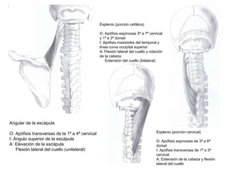Angular de la escápula
O: Apófisis transversas de la 1ª a 4ª cervical
I: Ángulo superior de la escápula
A: Elevación de la escápula
Flexión lateral del cuello (unilateral)
Esplenio (porción cefálica)
O: Apófisis espinosas 3ª a 7ª cervical
y 1ª a 3ª dorsal
I: Apófisis mastoides del temporal y
línea curva occipital superior
A: Flexión lateral del cuello y rotación
de la cabeza
Extensión del cuello (bilateral)
Esplenio (porción cervical)
O: Apófisis espinosas de 3ª a 6ª
dorsal
I: Apófisis transversas de 1ª a 3ª
cervical
A: Extensión de la cabeza y flexión
lateral del cuello
 