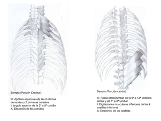 Serrato (Porción Craneal)
O: Apófisis espinosas de las 2 últimas
cervicales y 2 primeras dorsales
I: ángulo superior de la 2ª a 5ª costilla
A: Elevación de las costillas
Serrato (Porción caudal)
O: Fascia dorsolumbar de la 9ª a 12ª vértebra
dorsal y de 1ª a 3ª lumbar
I: Digitaciones musculares inferiores de las 4
costillas inferiores
A: Descenso de las costillas
 