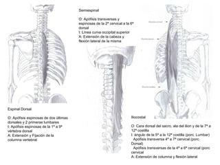 Espinal Dorsal
O: Apófisis espinosas de dos últimas
dorsales y 2 primeras lumbares
I: Apófisis espinosas de la 1ª a 9ª
vértebra dorsal
A: Extensión y Fijación de la
columna vertebral
Semiespinal
O: Apófisis transversas y
espinosas de la 2ª cervical a la 6ª
dorsal
I: Línea curva occipital superior
A: Extensión de la cabeza y
flexión lateral de la misma
Iliocostal
O: Cara dorsal del sacro, ala del ilion y de la 7ª a
12ª costilla
I: ángulo de la 5ª a la 12ª costilla (porc. Lumbar)
Apófisis transversa 4ª a 7ª cervical (porc.
Dorsal)
Apófisis transversas de la 4ª a 6ª cervical (porc
cervical
A: Extensión de columna y flexión lateral
 
