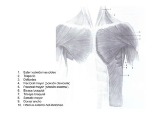 1. Esternocleidomastoideo
2. Trapecio
3. Deltoides
4. Pectoral mayor (porción clavicular)
5. Pectoral mayor (porción esternal)
6. Biceps braquial
7. Triceps braquial
8. Serrato mayor
9. Dorsal ancho
10. Oblicuo externo del abdomen
 