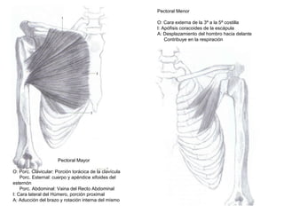 Pectoral Mayor
O: Porc. Clavicular: Porción torácica de la clavícula
Porc. Esternal: cuerpo y apéndice xifoides del
esternón
Porc. Abdominal: Vaina del Recto Abdominal
I: Cara lateral del Húmero, porción proximal
A: Aducción del brazo y rotación interna del mismo
Pectoral Menor
O: Cara externa de la 3ª a la 5ª costilla
I: Apófisis coracoides de la escápula
A: Desplazamiento del hombro hacia delante
Contribuye en la respiración
 