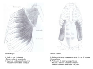 Serrato Mayor
O: De la 1ª a la 9ª costillas
I: Borde medial de la escápula
A: Separa la escápula de la columna
Rotación externa de la escápula
Oblicuo Externo
O: Digitaciones en la cara externa de la 5ª a la 12ª costilla
I: Cresta iliaca
A: Protección de los órganos pelvianos
Flexión y rotación unilateral del tronco
Presión durante la defecación y el parto
 