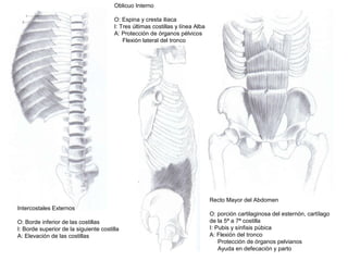 Intercostales Externos
O: Borde inferior de las costillas
I: Borde superior de la siguiente costilla
A: Elevación de las costillas
Oblicuo Interno
O: Espina y cresta iliaca
I: Tres últimas costillas y línea Alba
A: Protección de órganos pélvicos
Flexión lateral del tronco
Recto Mayor del Abdomen
O: porción cartilaginosa del esternón, cartílago
de la 5ª a 7ª costilla
I: Pubis y sínfisis púbica
A: Flexión del tronco
Protección de órganos pelvianos
Ayuda en defecación y parto
 