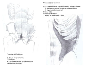 Piramidal del Abdomen
O: Sutura ósea del pubis
I: Línea Alba
A: Favorece la acción de los músculos
mayores del abdomen
Transverso del Abdomen
O: 1 Cara interna del cartílago de las 6 últimas costillas
2 Apófisis transversa de las vértebras lumbares
3 Ligamento lumbodorsal
I: Línea Alba
A: Rotador de tronco
Ayuda en defecación y parto
 