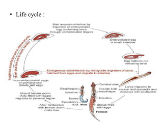 • Life cycle :
 