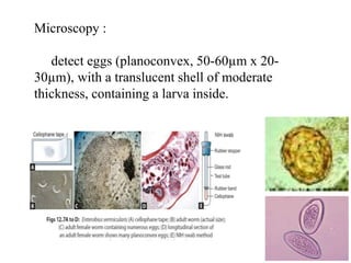 Microscopy :
detect eggs (planoconvex, 50-60µm x 20-
30µm), with a translucent shell of moderate
thickness, containing a larva inside.
 