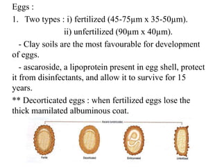 Eggs :
1. Two types : i) fertilized (45-75µm x 35-50µm).
ii) unfertilized (90µm x 40µm).
- Clay soils are the most favourable for development
of eggs.
- ascaroside, a lipoprotein present in egg shell, protect
it from disinfectants, and allow it to survive for 15
years.
** Decorticated eggs : when fertilized eggs lose the
thick mamilated albuminous coat.
 
