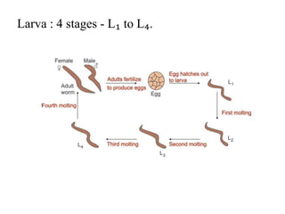 Larva : 4 stages - L₁ to L₄.
 