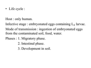 • Life cycle :
Host : only human.
Infective stage : embryonated eggs containing L₂ larvae.
Mode of transmission : ingestion of embryonated eggs
from the contaminated soil, food, water.
Phases : 1. Migratory phase.
2. Intestinal phase.
3. Development in soil.
 