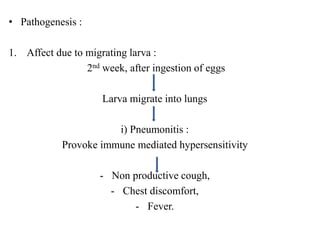 • Pathogenesis :
1. Affect due to migrating larva :
2nd week, after ingestion of eggs
Larva migrate into lungs
i) Pneumonitis :
Provoke immune mediated hypersensitivity
- Non productive cough,
- Chest discomfort,
- Fever.
 