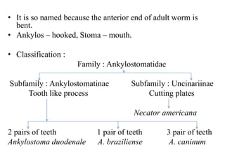 • It is so named because the anterior end of adult worm is
bent.
• Ankylos – hooked, Stoma – mouth.
• Classification :
Family : Ankylostomatidae
Subfamily : Ankylostomatinae Subfamily : Uncinariinae
Tooth like process Cutting plates
Necator americana
2 pairs of teeth 1 pair of teeth 3 pair of teeth
Ankylostoma duodenale A. braziliense A. caninum
 