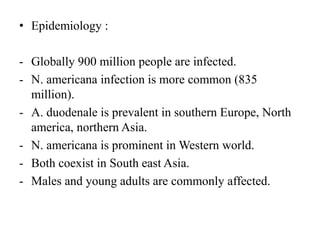 • Epidemiology :
- Globally 900 million people are infected.
- N. americana infection is more common (835
million).
- A. duodenale is prevalent in southern Europe, North
america, northern Asia.
- N. americana is prominent in Western world.
- Both coexist in South east Asia.
- Males and young adults are commonly affected.
 