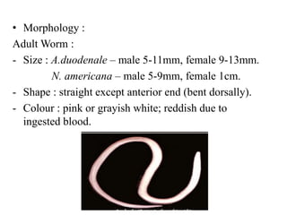 • Morphology :
Adult Worm :
- Size : A.duodenale – male 5-11mm, female 9-13mm.
N. americana – male 5-9mm, female 1cm.
- Shape : straight except anterior end (bent dorsally).
- Colour : pink or grayish white; reddish due to
ingested blood.
 