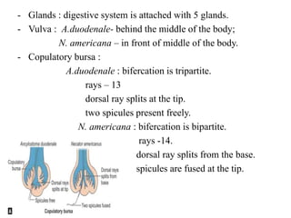 - Glands : digestive system is attached with 5 glands.
- Vulva : A.duodenale- behind the middle of the body;
N. americana – in front of middle of the body.
- Copulatory bursa :
A.duodenale : bifercation is tripartite.
rays – 13
dorsal ray splits at the tip.
two spicules present freely.
N. americana : bifercation is bipartite.
rays -14.
dorsal ray splits from the base.
spicules are fused at the tip.
 