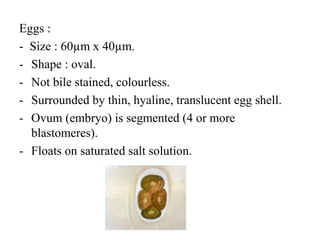 Eggs :
- Size : 60µm x 40µm.
- Shape : oval.
- Not bile stained, colourless.
- Surrounded by thin, hyaline, translucent egg shell.
- Ovum (embryo) is segmented (4 or more
blastomeres).
- Floats on saturated salt solution.
 
