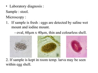 • Laboratory diagnosis :
Sample : stool.
Microscopy :
1. If sample is fresh : eggs are detected by saline wet
mount and iodine mount.
- oval, 60µm x 40µm, thin and colourless shell.
2. If sample is kept in room temp. larva may be seen
within egg shell.
 