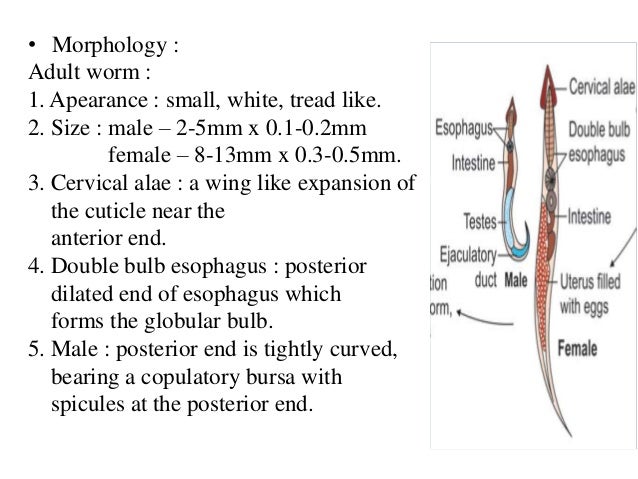 intestinal nematodes nematodes size