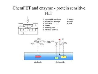 ChemFET and enzyme - protein sensitive
FET
 
