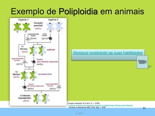 Mutações Cromossómicas Duplicação Deleção InversãoTranslocaçãoTrissomia(2n +1)Monossomia(2n – 1)  Alterações nos pares cromossomas sexuais(síndromas: Klinefelter 47,XXY;Turner 45,X0;  Y0 – letal, XXX – sem efeitos)5Numéricas(Afecta o cariótipo)EstruturaisPágina 104Página 107IL 2010