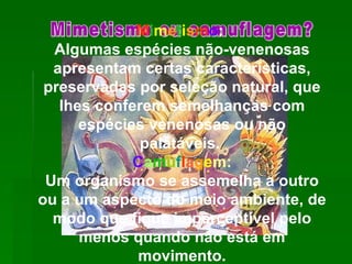 Mimetismo ou camuflagem? M i m e t i s m o :  Algumas espécies não-venenosas apresentam certas características, preservadas por seleção natural, que lhes conferem semelhanças com espécies venenosas ou não palatáveis.   C a m u f l a g e m: Um organismo se assemelha a outro ou a um aspecto do meio ambiente, de modo que fique imperceptível pelo menos quando não está em movimento. 
