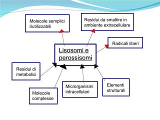 Lisosomi e perossisomi Molecole complesse Residui di metabolici Elementi strutturali Microrganismi intracellulari Molecole semplici riutilizzabili Radicali liberi Residui da smaltire in ambiente extracellulare 