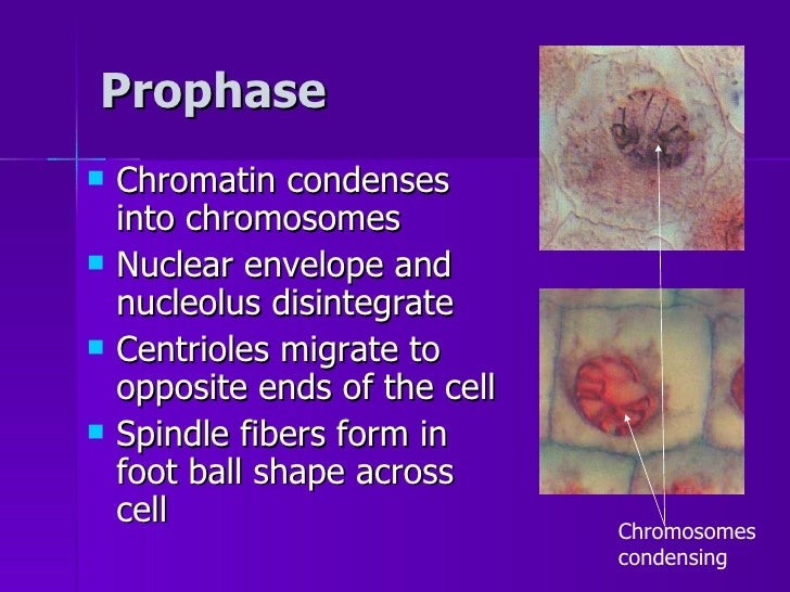 Mitosis Biology Diagrams