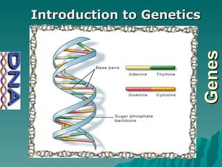 Genes Introduction to Genetics 
