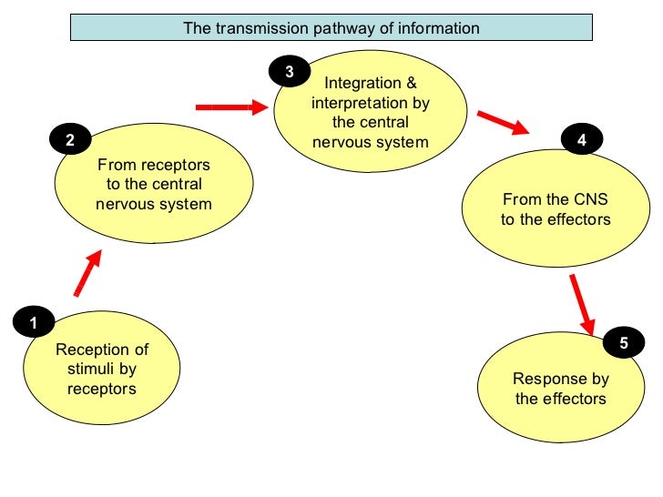 F\Biology Form 5\Chp 3 Coordination And Response\3 2 The Role Of The…