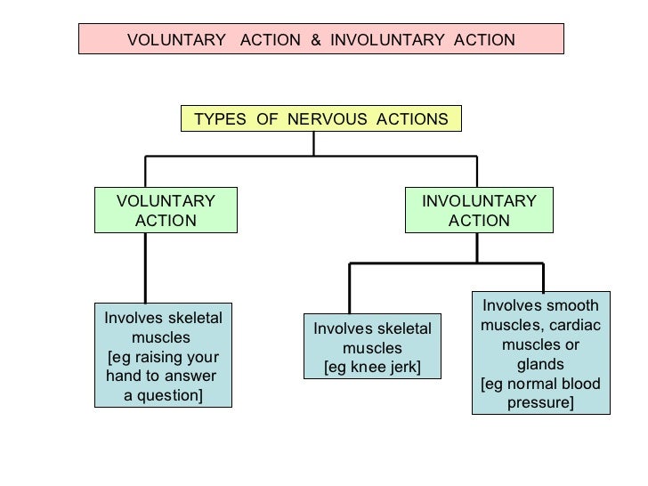 F\Biology Form 5\Chp 3 Coordination And Response\3 2 The Role Of The…