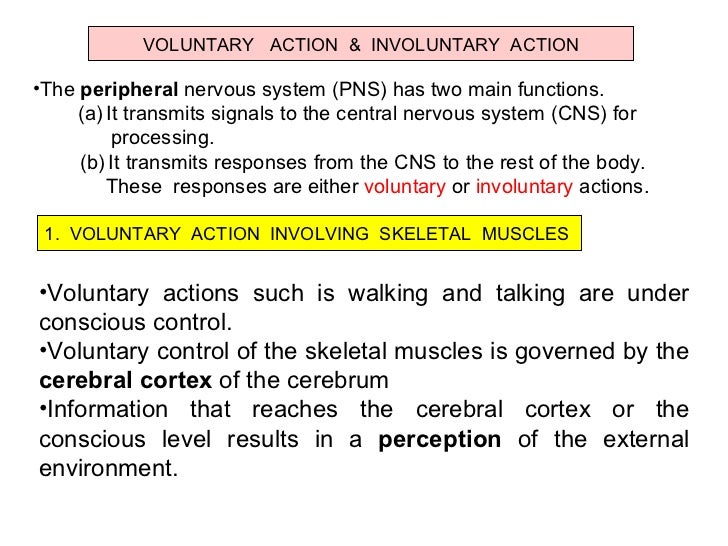 compare and contrast voluntary and involuntary migration What are voluntary muscles and involuntary muscles what is the difference between voluntary and involuntary muscles the cardiac and smooth muscles are. compare and contrast voluntary and involuntary migration What are voluntary muscles and involuntary muscles what is the difference between voluntary and involuntary muscles the cardiac and smooth muscles are.