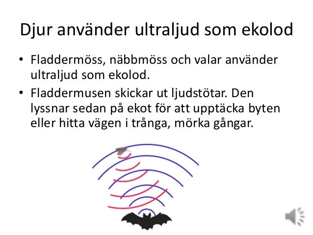 vad är ekolod vad är ekolod