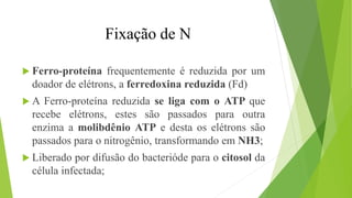  Ferro-proteína frequentemente é reduzida por um
doador de elétrons, a ferredoxina reduzida (Fd)
 A Ferro-proteína reduzida se liga com o ATP que
recebe elétrons, estes são passados para outra
enzima a molibdênio ATP e desta os elétrons são
passados para o nitrogênio, transformando em NH3;
 Liberado por difusão do bacterióde para o citosol da
célula infectada;
Fixação de N
 