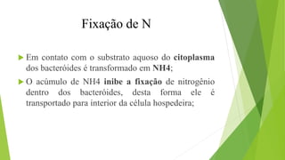  Em contato com o substrato aquoso do citoplasma
dos bacteróides é transformado em NH4;
 O acúmulo de NH4 inibe a fixação de nitrogênio
dentro dos bacteróides, desta forma ele é
transportado para interior da célula hospedeira;
Fixação de N
 
