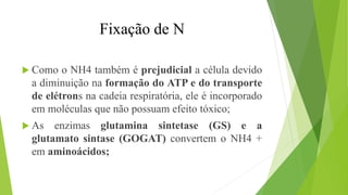  Como o NH4 também é prejudicial a célula devido
a diminuição na formação do ATP e do transporte
de elétrons na cadeia respiratória, ele é incorporado
em moléculas que não possuam efeito tóxico;
 As enzimas glutamina sintetase (GS) e a
glutamato sintase (GOGAT) convertem o NH4 +
em aminoácidos;
Fixação de N
 