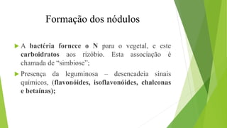 Formação dos nódulos
 A bactéria fornece o N para o vegetal, e este
carboidratos aos rizóbio. Esta associação é
chamada de “simbiose”;
 Presença da leguminosa – desencadeia sinais
químicos, (flavonóides, isoflavonóides, chalconas
e betaínas);
 