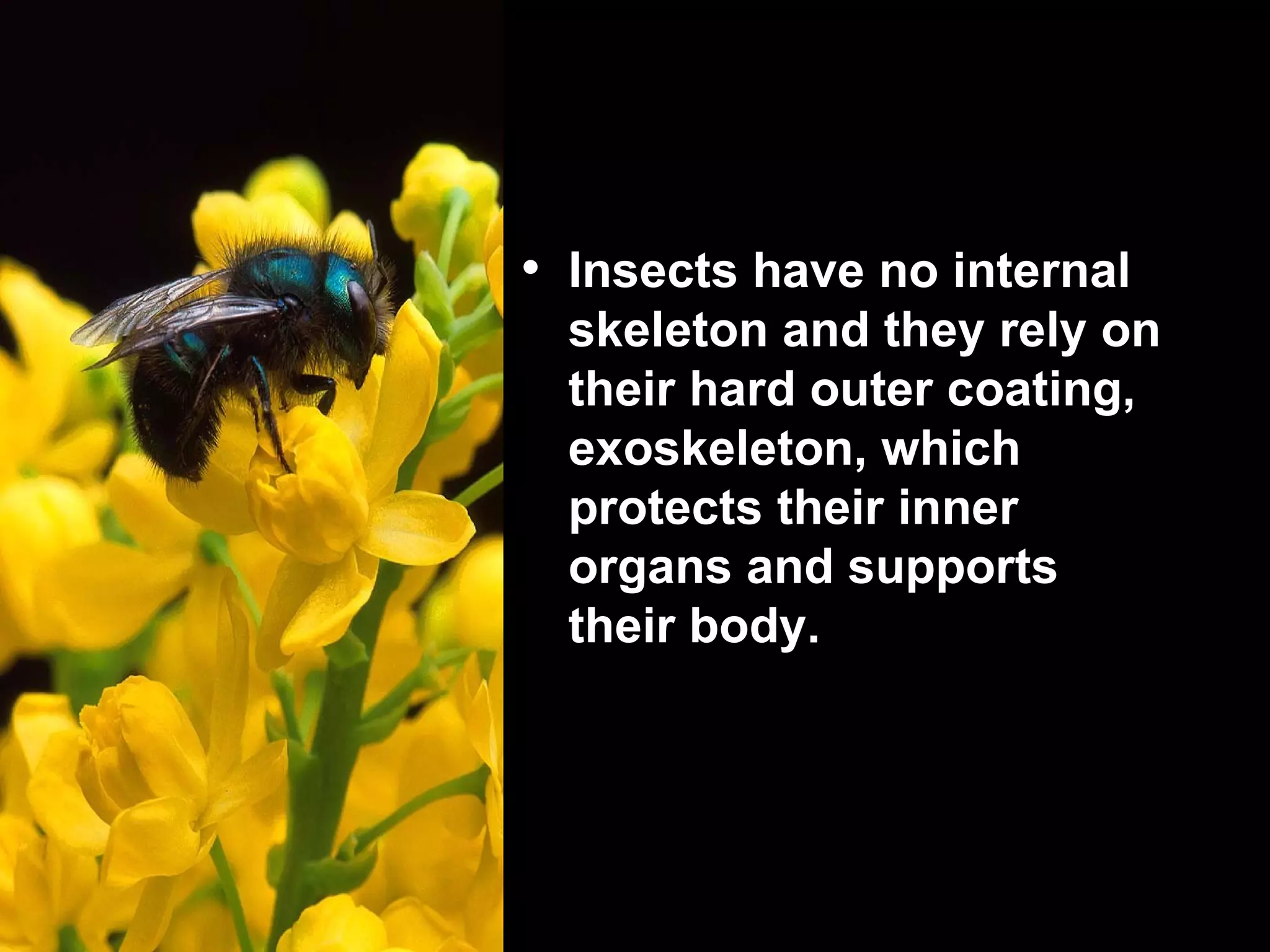 Entomology | PPT