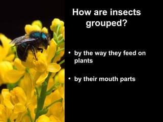 How Insects Feed Entomology | PPT