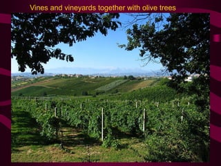 Corvina - Along with the varietals rondinella and molinara, this is the principal
grape which makes the famous wines of ...
