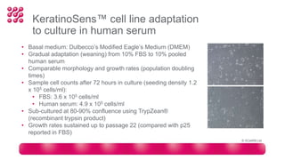KeratinoSens™ cell line adaptation
to culture in human serum
• Basal medium: Dulbecco’s Modified Eagle’s Medium (DMEM)
• Gradual adaptation (weaning) from 10% FBS to 10% pooled
human serum
• Comparable morphology and growth rates (population doubling
times)
• Sample cell counts after 72 hours in culture (seeding density 1.2
x 105 cells/ml):
• FBS: 3.6 x 105 cells/ml
• Human serum: 4.9 x 105 cells/ml
• Sub-cultured at 80-90% confluence using TrypZean®
(recombinant trypsin product)
• Growth rates sustained up to passage 22 (compared with p25
reported in FBS)
© XCellR8 Ltd
 