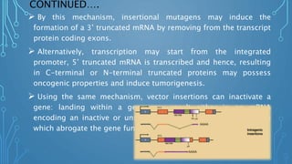 CONTINUED….
 By this mechanism, insertional mutagens may induce the
formation of a 3’ truncated mRNA by removing from the transcript
protein coding exons.
 Alternatively, transcription may start from the integrated
promoter, 5’ truncated mRNA is transcribed and hence, resulting
in C-terminal or N-terminal truncated proteins may possess
oncogenic properties and induce tumorigenesis.
 Using the same mechanism, vector insertions can inactivate a
gene: landing within a gene may result either in an mRNA
encoding an inactive or unstable protein or in aberrant splicing
which abrogate the gene function.
 