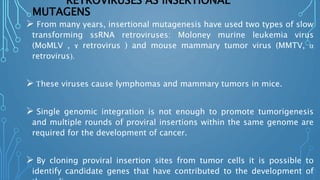 RETROVIRUSES AS INSERTIONAL
MUTAGENS
 From many years, insertional mutagenesis have used two types of slow
transforming ssRNA retroviruses: Moloney murine leukemia virus
(MoMLV , ɤ retrovirus ) and mouse mammary tumor virus (MMTV, α
retrovirus).
 These viruses cause lymphomas and mammary tumors in mice.
 Single genomic integration is not enough to promote tumorigenesis
and multiple rounds of proviral insertions within the same genome are
required for the development of cancer.
 By cloning proviral insertion sites from tumor cells it is possible to
identify candidate genes that have contributed to the development of
 